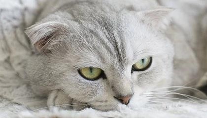 【2025最新】广佛高端私人茶室TOP10，品味与格调并存